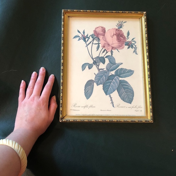 VTG Framed Pierre-Joseph Redouté Les Roses Lithograph - Rosa Centifolia Foliacea - Picture 8 of 16